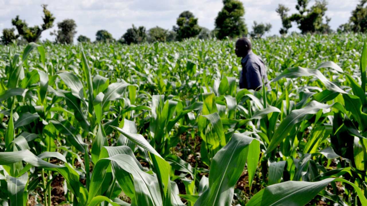 agricultura-na-nigeria