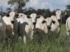 bezerro-de-qualidade-da-fazenda-3r
