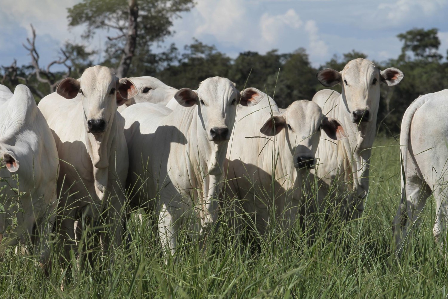 bezerro-de-qualidade-da-fazenda-3r