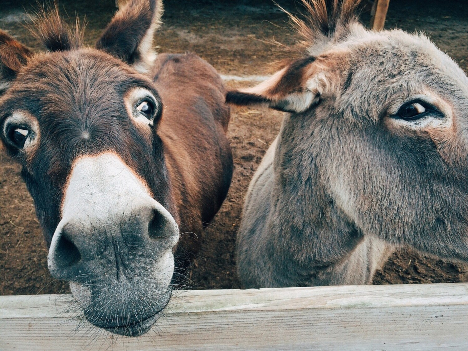 burros-ohando-desconfiados