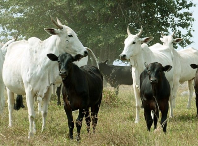 cruzamento-angus-nelore cruzamento-angus-nelore