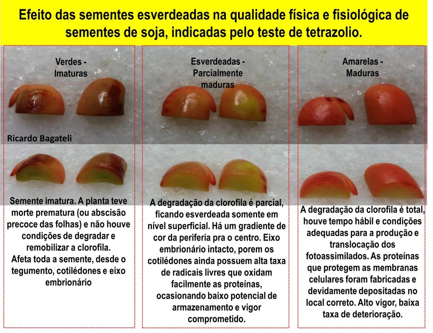 efeito-das-sementes-esverdeadas-na-qualidade-de-sementes-de-soja