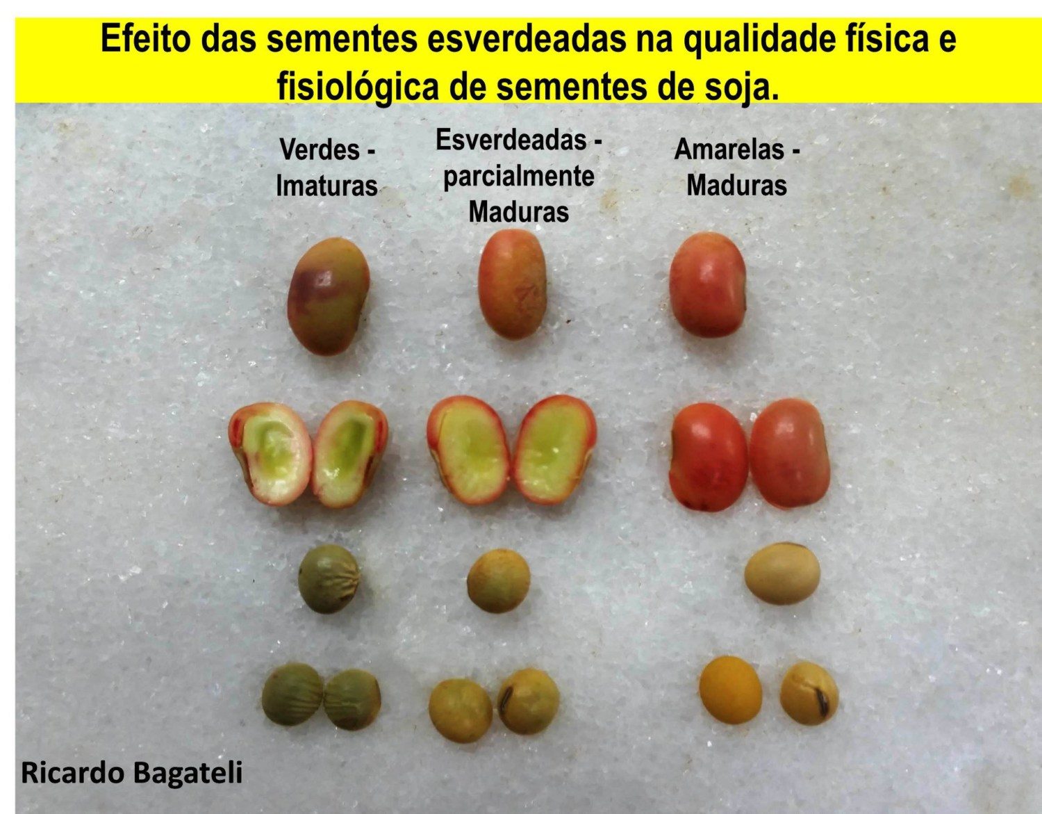 efeito-das-sementes-esverdeadas-na-qualidade-de-sementes-de-soja