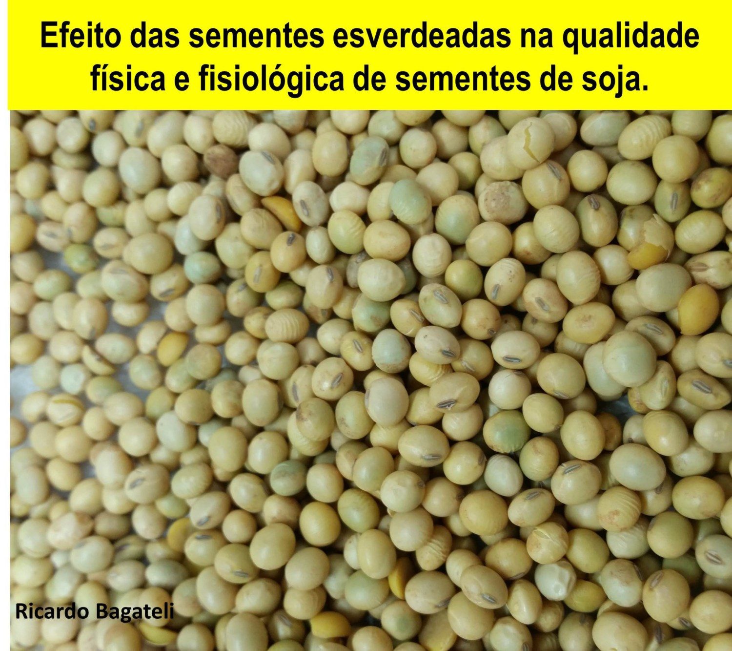 efeito-das-sementes-esverdeadas-na-qualidade-de-sementes-de-soja