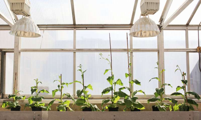 falha-fotossintese-plantacoes