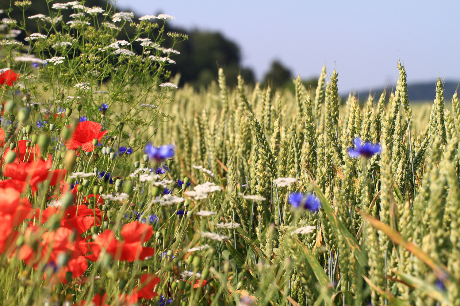 flores_silvestres_campos_agricolas-2