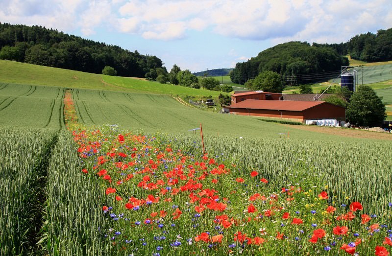 flores_silvestres_campos_agricolas