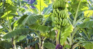 Plataforma e-Campo traz novo curso sobre irrigação da bananeira