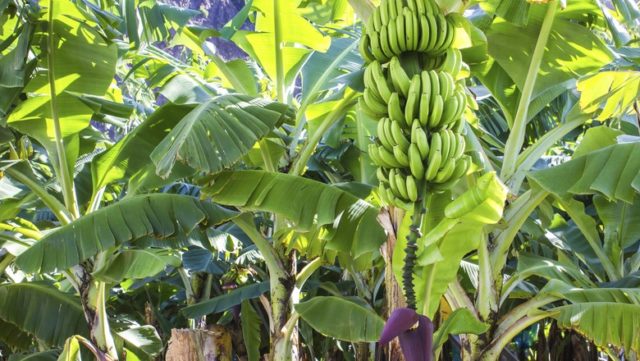 Bananas Bananas