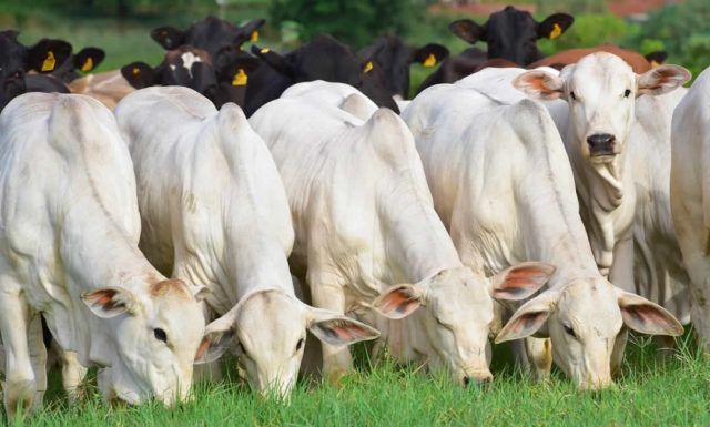 gado-da-fazenda-santanice gado-da-fazenda-santanice