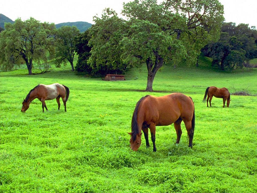 cavalo pastando