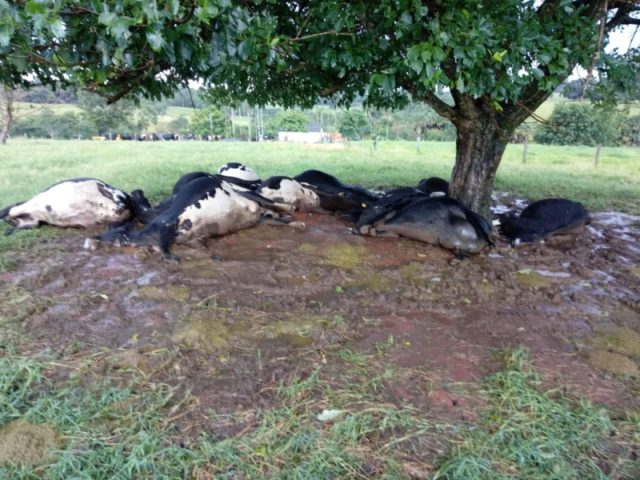 morte por raio em fazenda morte por raio em fazenda