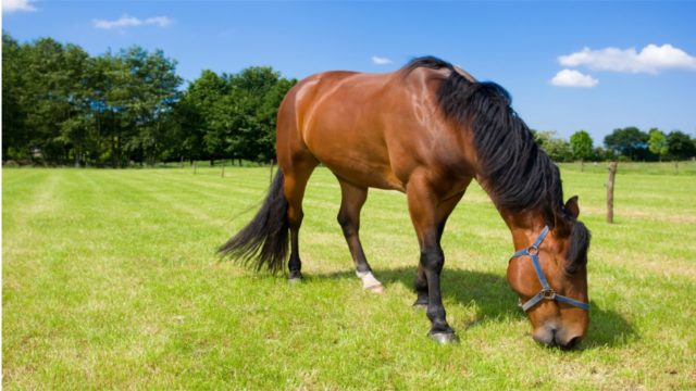 cavalo pastando cavalo pastando