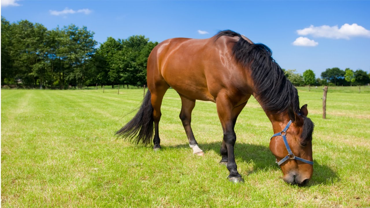 Capim mata cavalos e pode causar prejuízos - CompreRural
