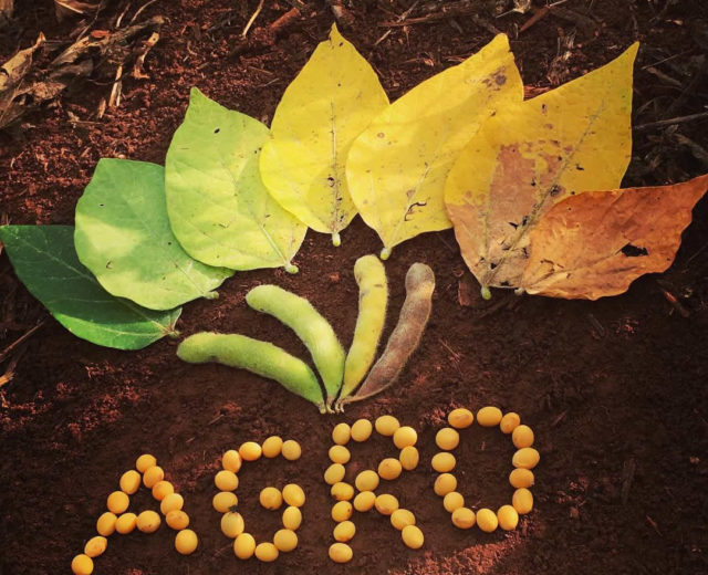 montagem-de-partes-da-soja-agronegocio montagem-de-partes-da-soja-agronegocio