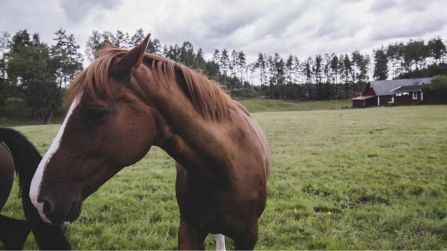 saude-animal-vermifugacao-de-equinos-no-brasil-multicavalos-1 saude-animal-vermifugacao-de-equinos-no-brasil-multicavalos-1