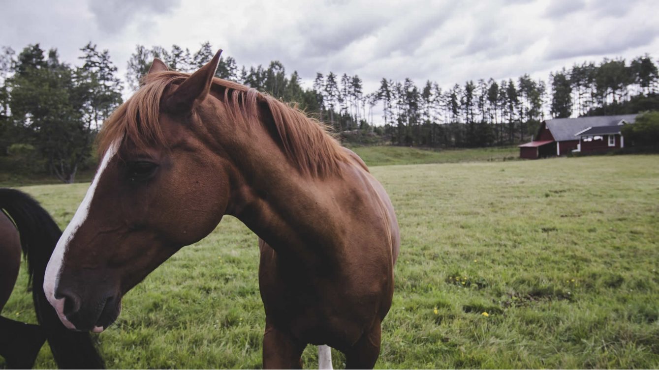 saude-animal-vermifugacao-de-equinos-no-brasil-multicavalos-1