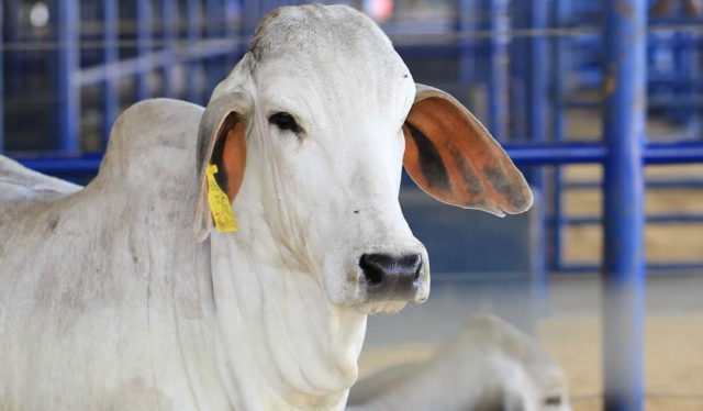 vaca-brahman-Criador-Lucas-Pezine- vaca-brahman-Criador-Lucas-Pezine-