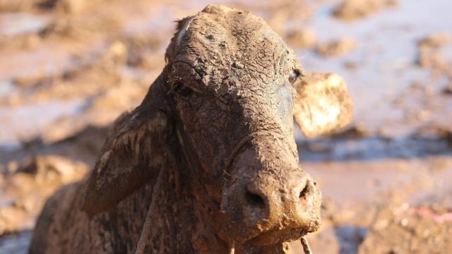 vaca-presa-na-lama-em-brumadinho-teve-que-ser-sacrificada-1548631734059_v2_900x506 vaca-presa-na-lama-em-brumadinho-teve-que-ser-sacrificada-1548631734059_v2_900x506