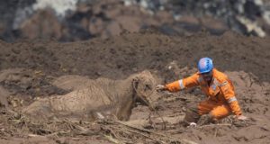 vaca na lama brumadinho