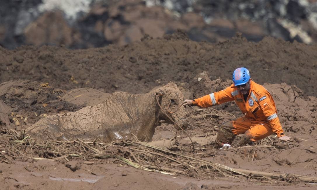 vaca na lama brumadinho