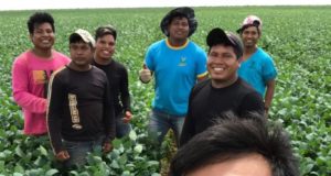 indio plantio de soja