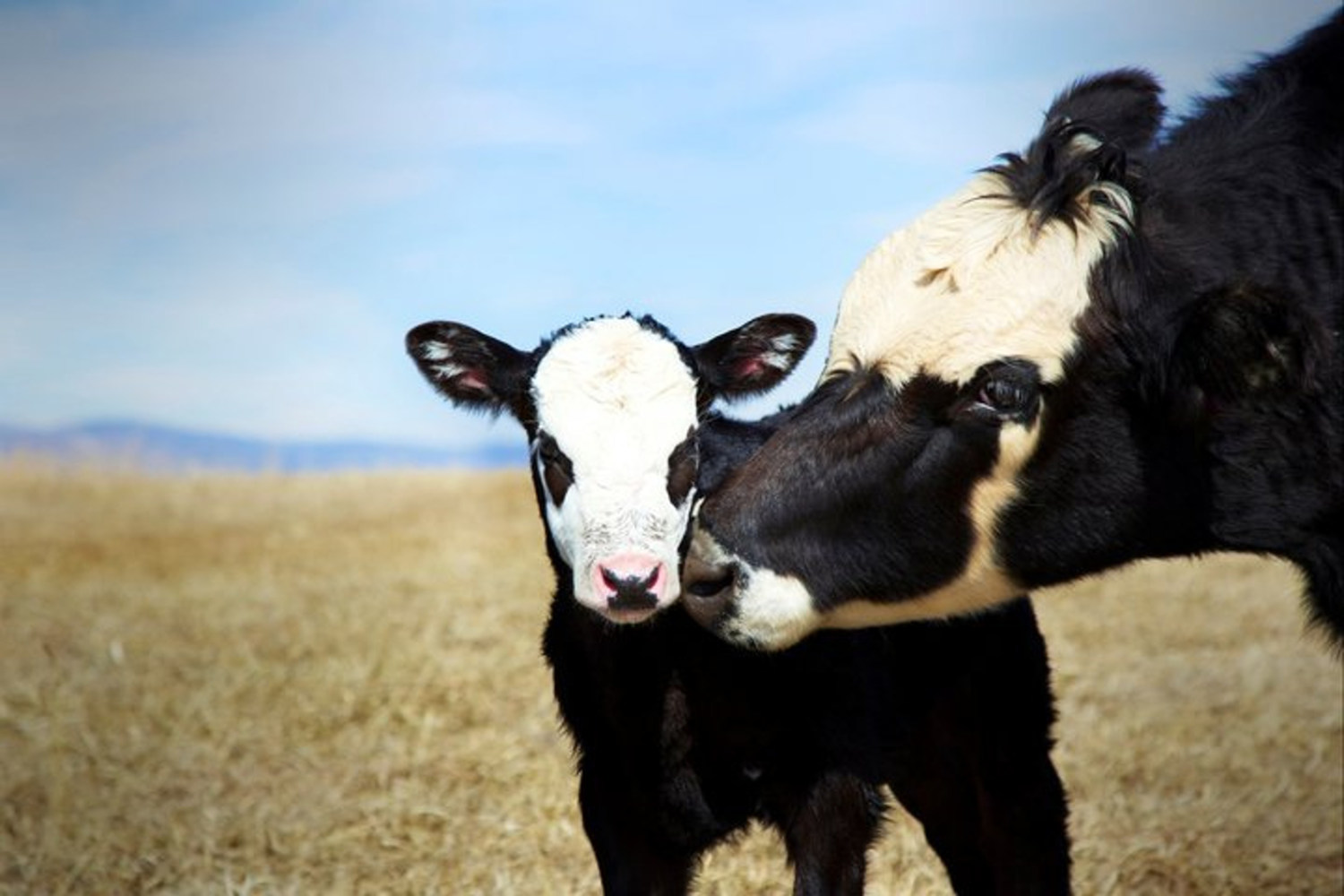 pecuária de leite bezerro e vaca