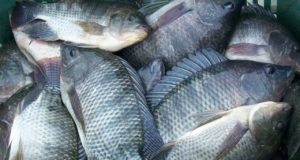 Brasil-produz-mais-de-700-mil-toneladas-de-peixe-em-2018