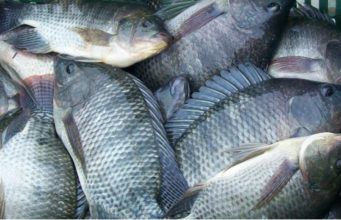 Brasil-produz-mais-de-700-mil-toneladas-de-peixe-em-2018