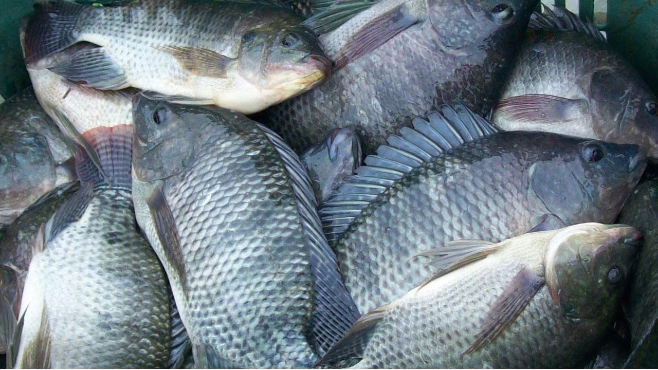 Brasil-produz-mais-de-700-mil-toneladas-de-peixe-em-2018