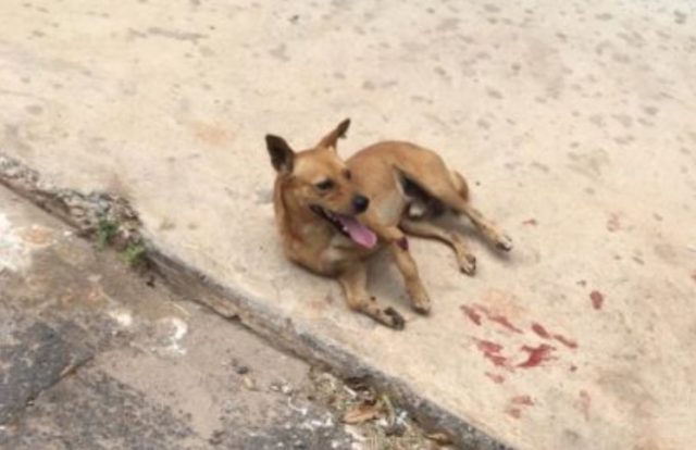 CACHORRO-ARREMESSADO-DE-JANELA CACHORRO-ARREMESSADO-DE-JANELA