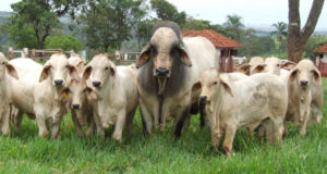 animais-Uberbrahman-meio-ao-verde