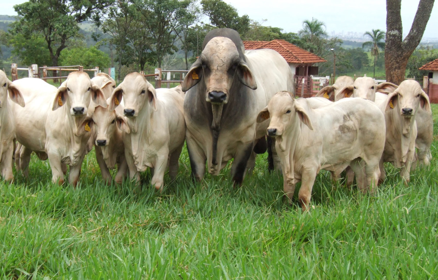 animais-Uberbrahman-meio-ao-verde