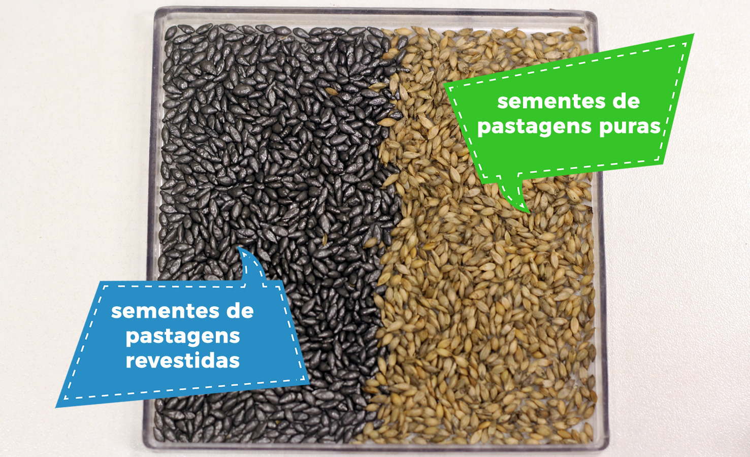 Diferenças-nas-sementes-de-pastagens-puras-e-revestidas-grafico