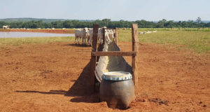 Engorda-intensiva-a-pasto-nas-águas-e-seca