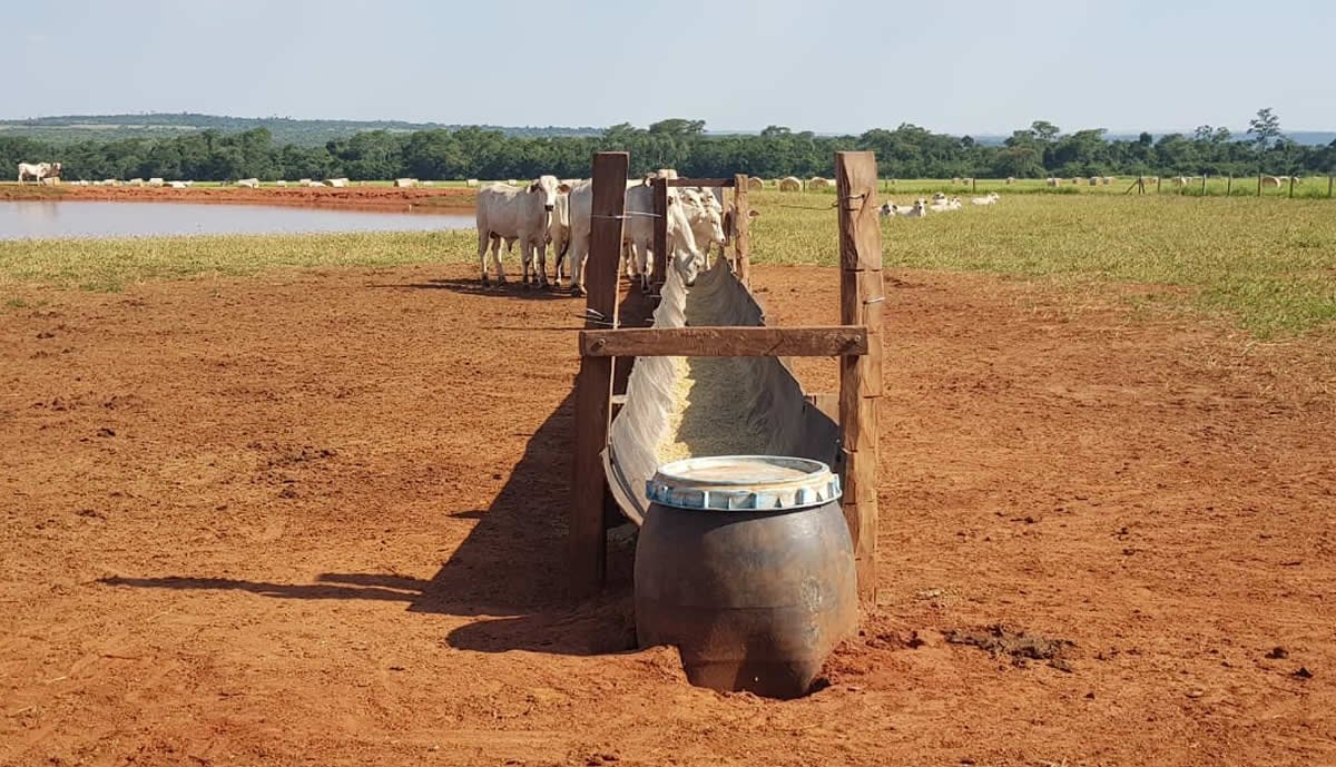 Engorda-intensiva-a-pasto-nas-águas-e-seca