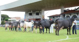 Girolando divulga programação do Circuito Megaleite 2018/2019 - Etapa Uberaba