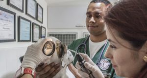 Medicos-Veterinarios-podem-ficar-impedidos-exercer-a-profissao1