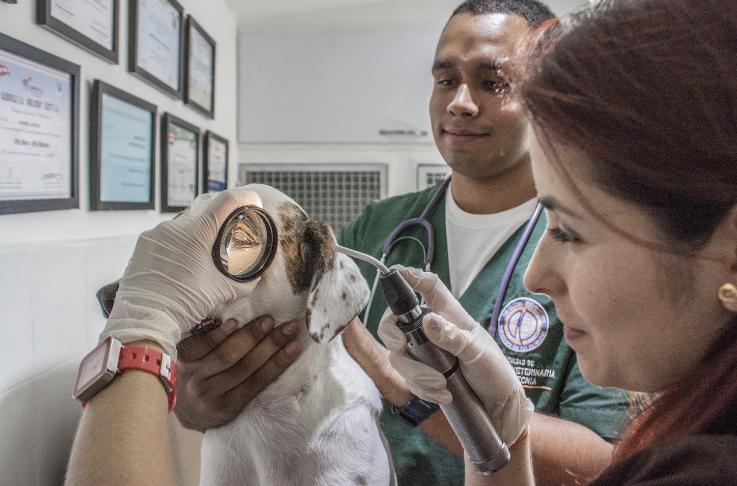 Medicos-Veterinarios-podem-ficar-impedidos-exercer-a-profissao1