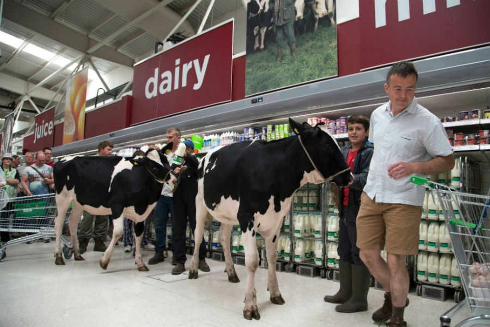 Protesto-Produtores-ingleses-levam-vacas-a-supermercado