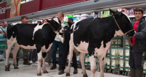 Protesto-Produtores-ingleses-levam-vacas-a-supermercado