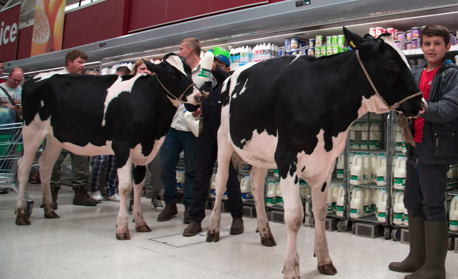 Protesto-Produtores-ingleses-levam-vacas-a-supermercado