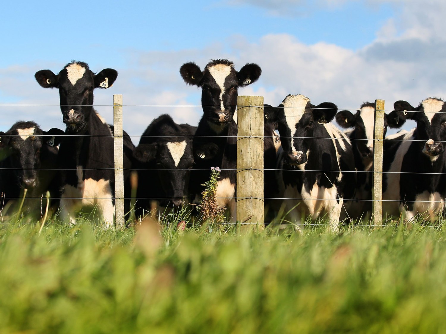 vacas de leite na cerca