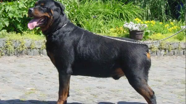 Rottweilers