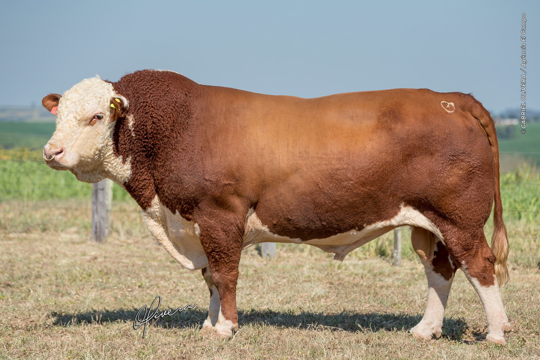 Touro-Polled-Hereford-Kenya-ASP-C104-Pontaço-Jr