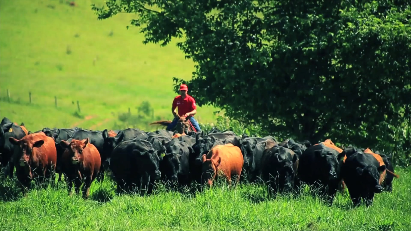 Único-Leilão-de-Outono-terá-raças-Angus-Brahman-e-Simental