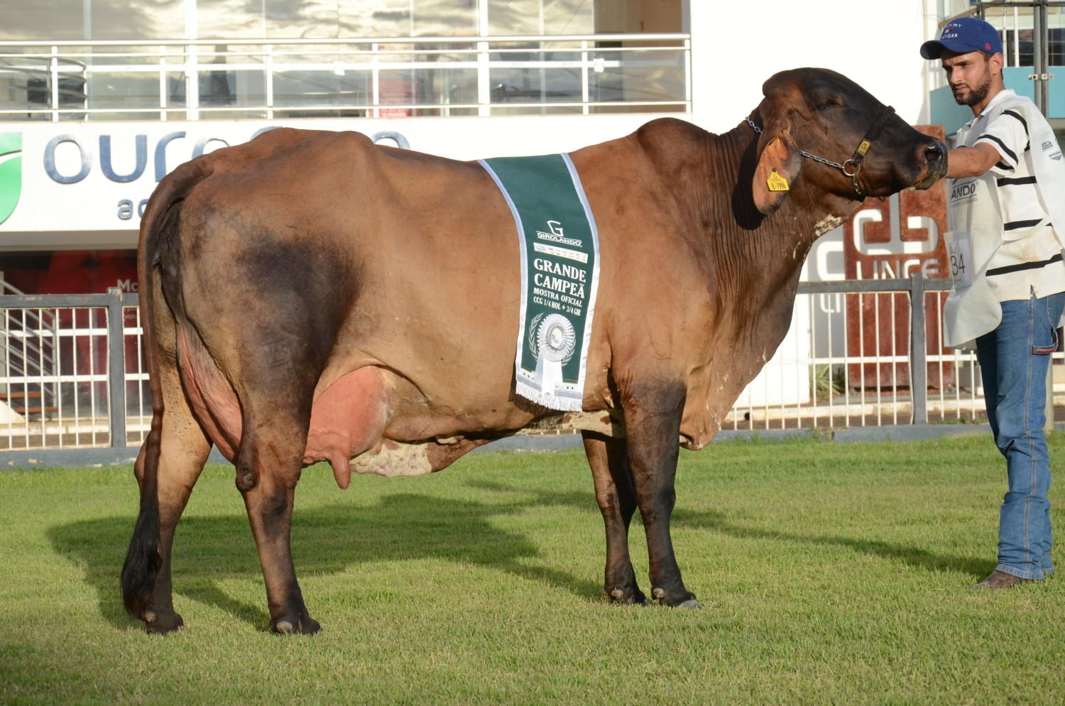 Vaca-Girolando-Alicia-DLS-Pantanal-entra-para-a-história-como-a-primeira-campeã-da-composição-racial-1-4.-Crédito-Raízes-Rurais