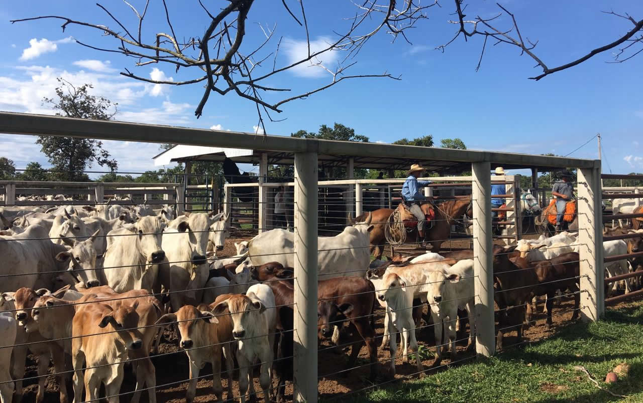 Vendas-de-sêmen-bovino-crescem-14-porcento-em-2018-no-Brasil