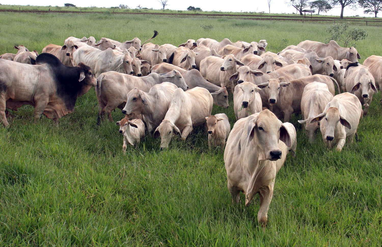 animais-Uberbrahman-meio-ao-verde