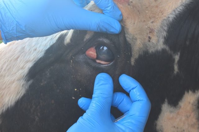tumor ocular tumor ocular